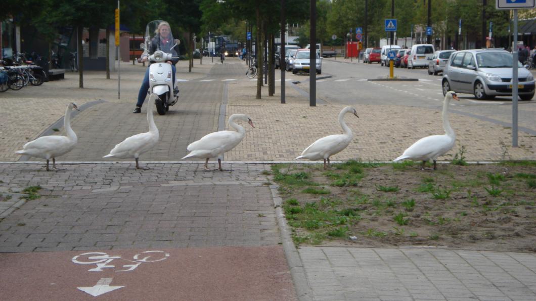 Zwanen in Diemen, foto Joke Schenk